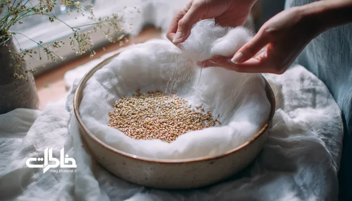 سبزهپروری.مراحل گامبهگام کاشت سبزه نوروز روی بستر پنبهای در ظرف کمعمق؛ دانههای گندم خیسخورده، نور طبیعی و حس سنتی خانه ایرانی