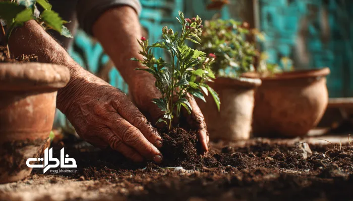 کاشت گل در باغچه خانه با دستهای خاکی؛ نشانهای از پیوند انسان با طبیعت و سادگی زندگی ایرانی.خاک باغچه