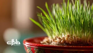 گندم‌های تازه جوانه‌زده در ظرف تخت قرمز برای سبزه عید؛ آغاز رویش و نماد بهار ایرانی. سبزه نوروز
