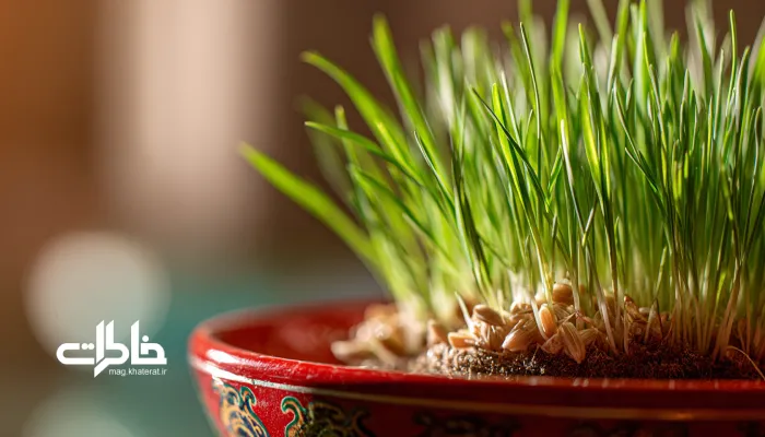 گندم‌های تازه جوانه‌زده در ظرف تخت قرمز برای سبزه عید؛ آغاز رویش و نماد بهار ایرانی. سبزه نوروز