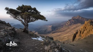 درخت اورس کوهستان در ایران زیر باد و کنار لکه‌های برف؛ نشانه‌ای از سفر، خاطرات و صدای باد در ارتفاعات