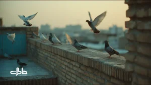 کبوترهای پشت‌بام در محله‌ای قدیمی با جان‌پناه آجری و حیاط کاشی‌آبی؛ نماد آزادیِ محدود و نوستالژی در معماری خانه‌های ایرانی.